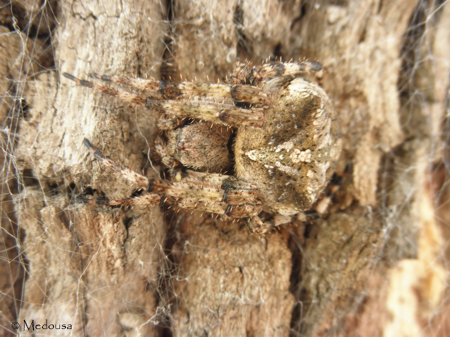 Araneus angulatus - Grecia